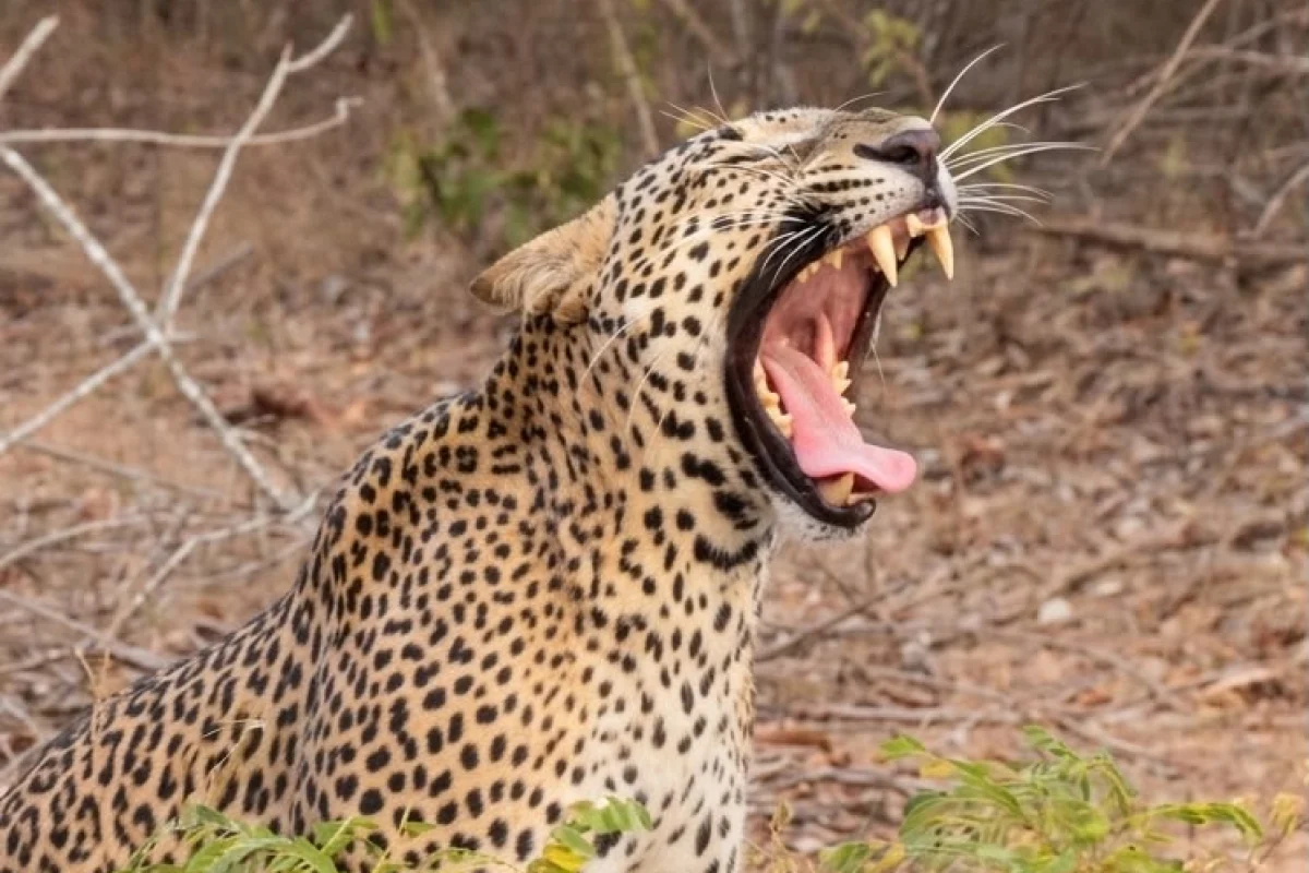 4 Hour Half Day Safari image 2